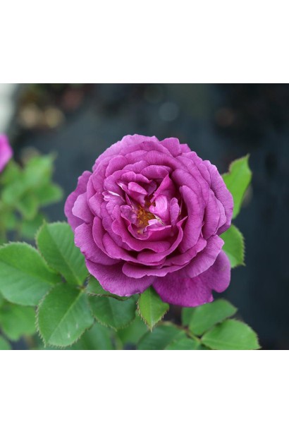 Троянда флорібунда Мінерва